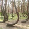 Bosque en Polonia